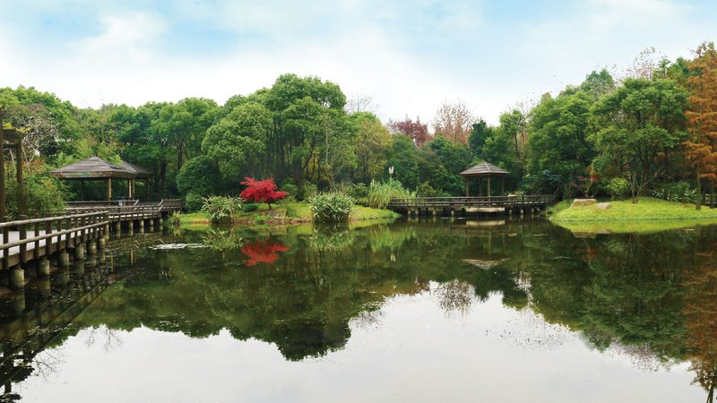 景观工程苗木采购：如何规避误区，确保绿化品质