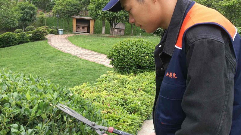 小区绿化树苗批发，如何规避价格陷阱？**